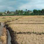 Sawah Petani Subak Bengkel
