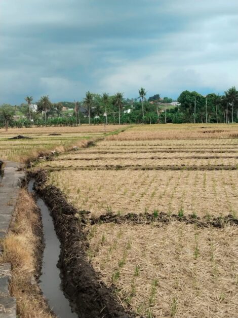 Sawah Petani Subak Bengkel
