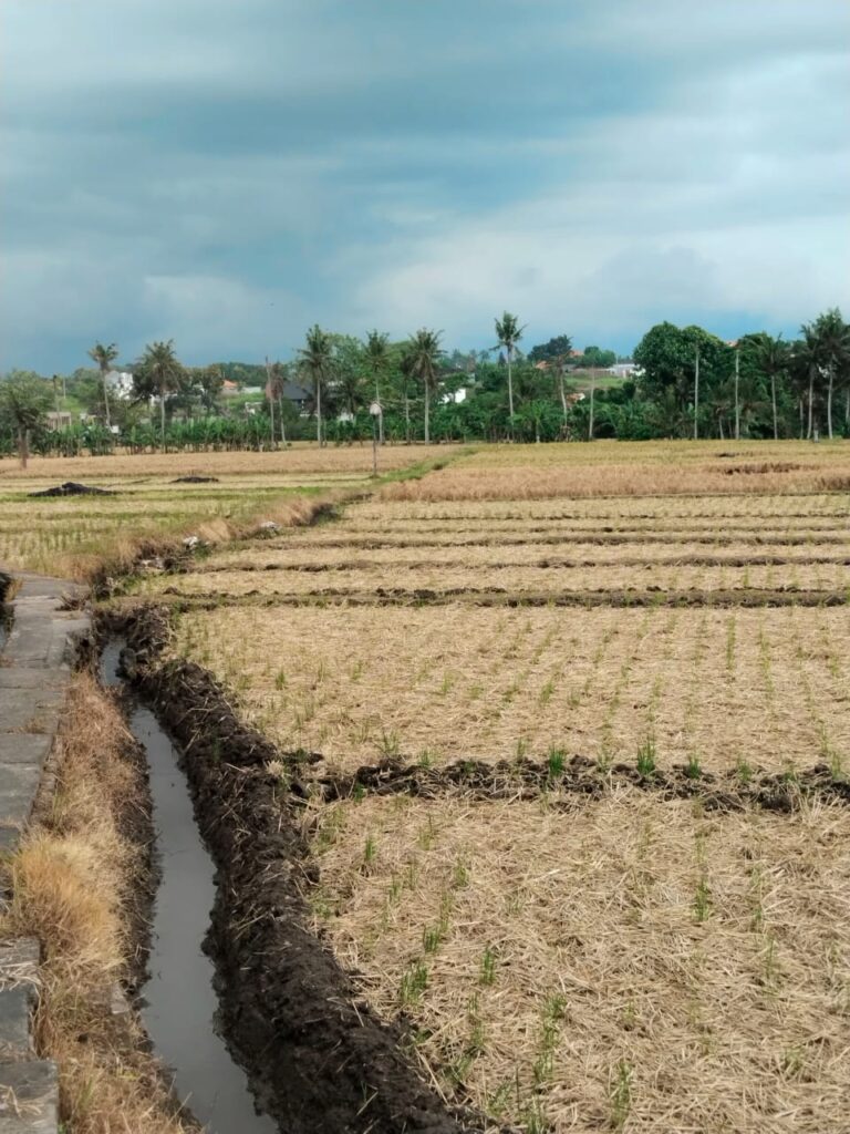 Sawah Petani Subak Bengkel