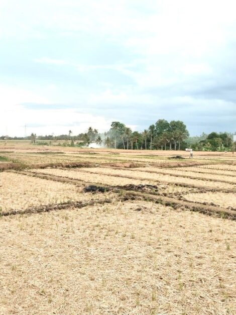 area Sawah