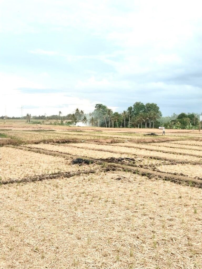 area Sawah