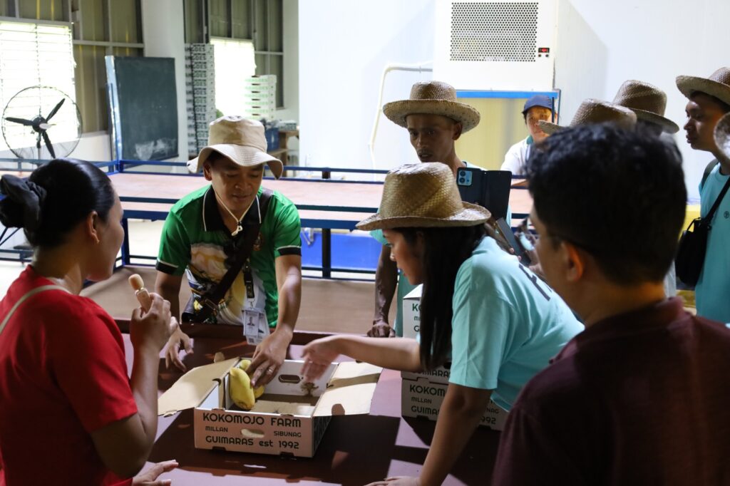 Petani mangga Indonesia mengikuti kunjungan studi selama satu minggu ke Filipina, salah satu negara pengekspor mangga terkemuka di Asia,