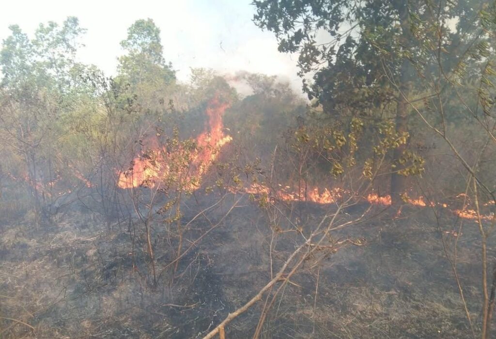 Lahan seluas 673,4 hektare terdampak karhutla di Taman Nasional Way Kambas