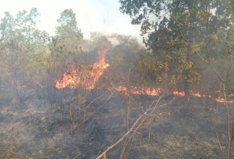 Lahan seluas 673,4 hektare terdampak karhutla di Taman Nasional Way Kambas